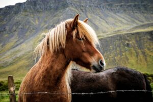 wild horses questioning blind certainty